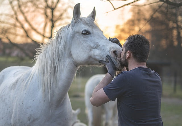 Utiliser la friandise dans le travail en renforcement positif avec les chevaux